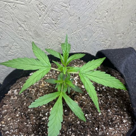 Yuzu 3 growlog timeline photo