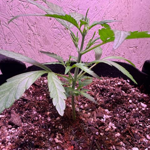 Yuzu 3 growlog timeline photo