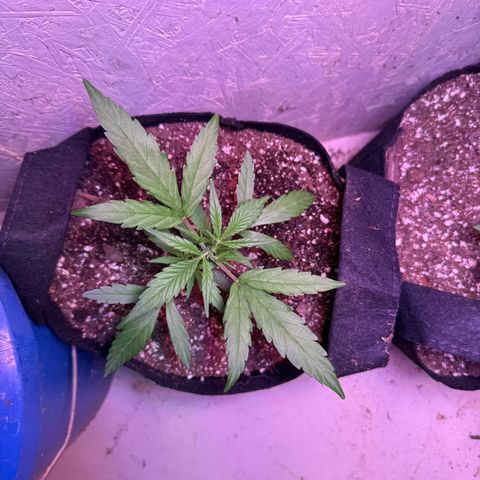 Yuzu 3 growlog timeline photo