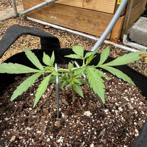Yuzu 3 growlog photo: Topping day
