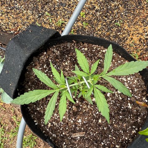 Yuzu 3 growlog photo: Topping day