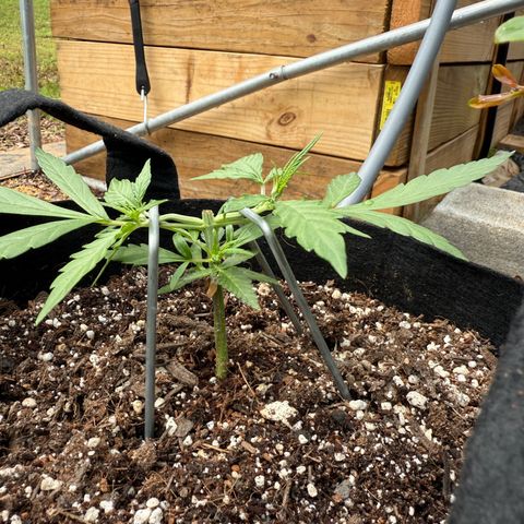Yuzu 3 growlog photo: Topping day