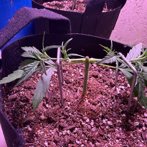 Yuzu 3 growlog timeline photo