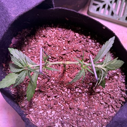 Yuzu 3 growlog timeline photo