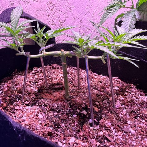Yuzu 3 growlog timeline photo