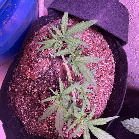 Yuzu 3 growlog timeline photo