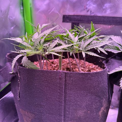 Yuzu 3 growlog photo: Start to flower on this micro grow