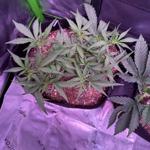 Yuzu 3 growlog photo: Start to flower on this micro grow