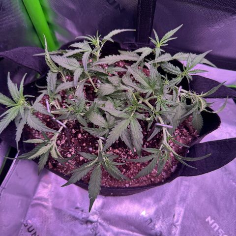 Yuzu 3 growlog photo: Start to flower on this micro grow