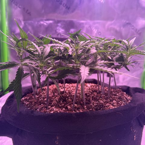Yuzu 3 growlog photo: Very nice and even canopy as we start to stretch