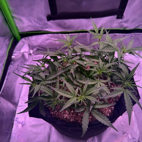 Yuzu 3 growlog photo: Very nice and even canopy as we start to stretch