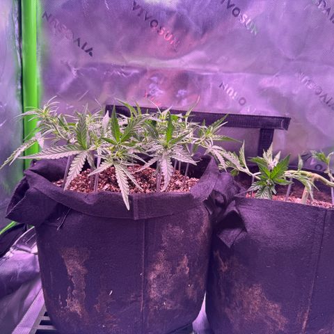 Yuzu 3 growlog photo: Super even canopy lots of colas