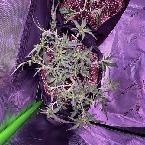 Yuzu 3 growlog photo: Super even canopy lots of colas