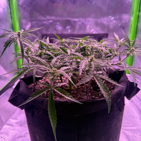 Yuzu 3 growlog timeline photo
