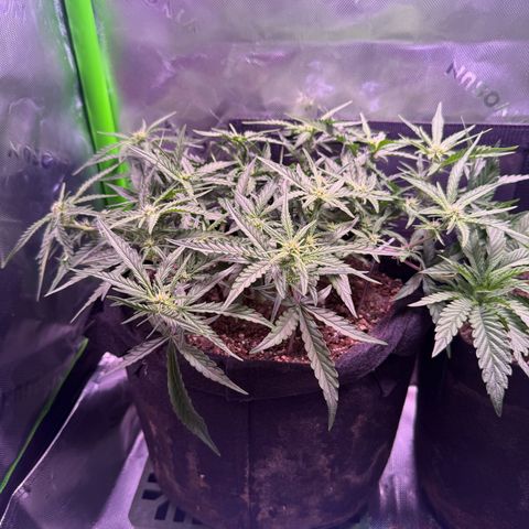 Yuzu 3 growlog photo: Looking good