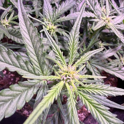 Yuzu 3 growlog photo: Looking good