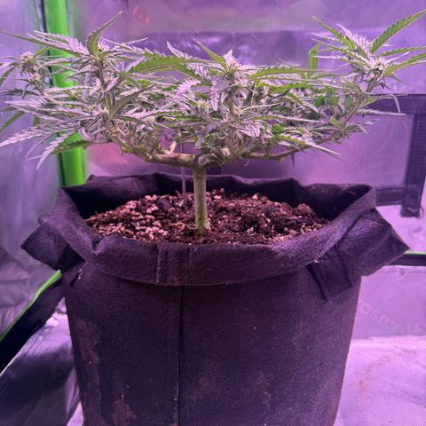 Yuzu 3 growlog timeline photo