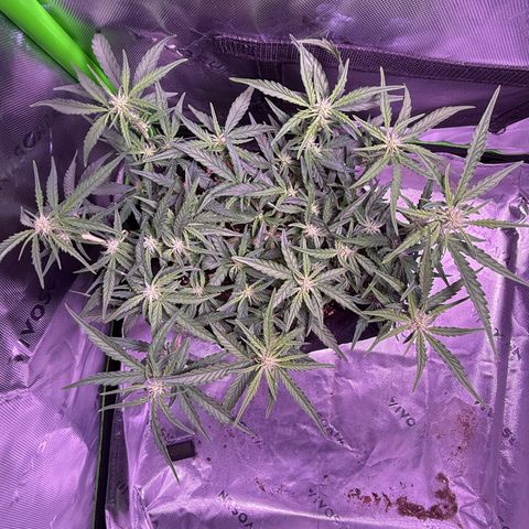 Yuzu 3 growlog timeline photo
