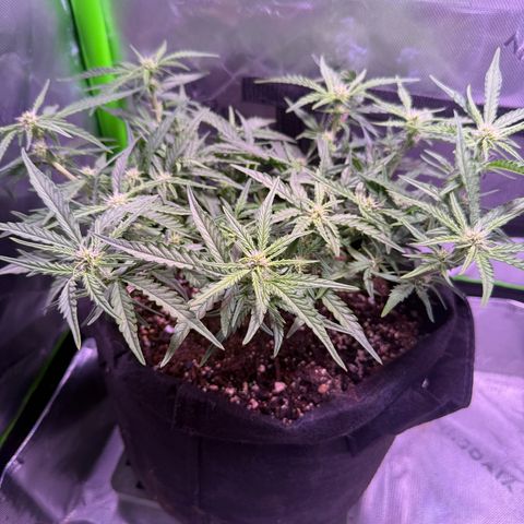 Yuzu 3 growlog timeline photo