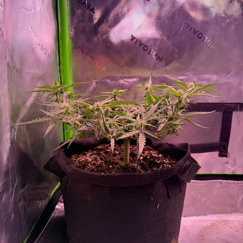 Yuzu 3 growlog timeline photo