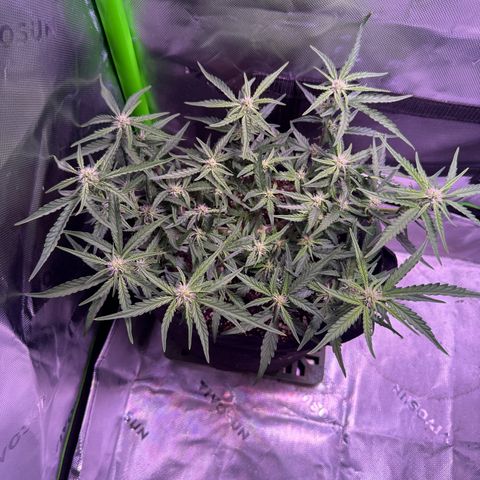 Yuzu 3 growlog timeline photo