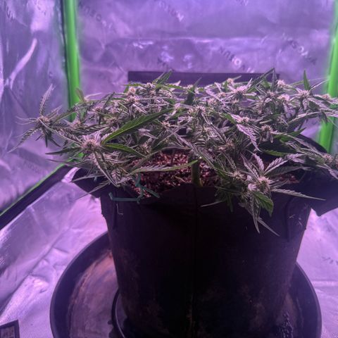 Yuzu 3 growlog timeline photo