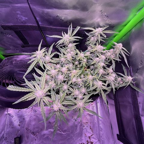 Yuzu 3 growlog photo: Starting to stack up really good now.