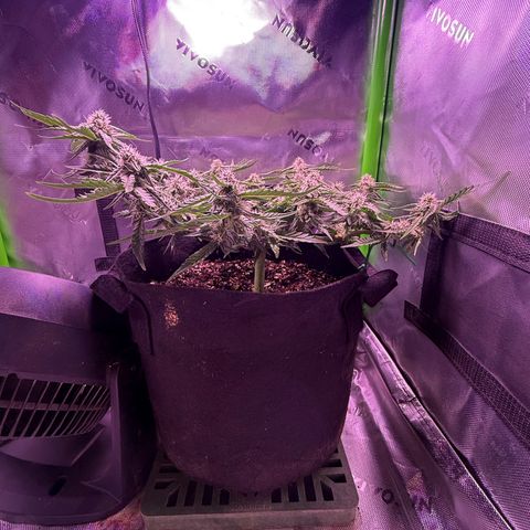 Yuzu 3 growlog photo: Starting to stack up really good now.