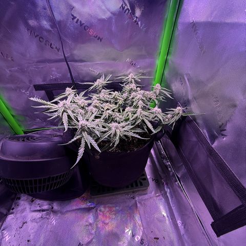 Yuzu 3 growlog photo: Starting to stack up really good now.