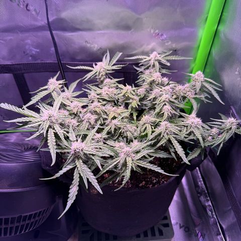 Yuzu 3 growlog photo: Starting to stack up really good now.