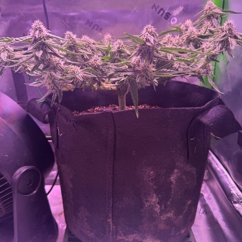 Yuzu 3 growlog timeline photo
