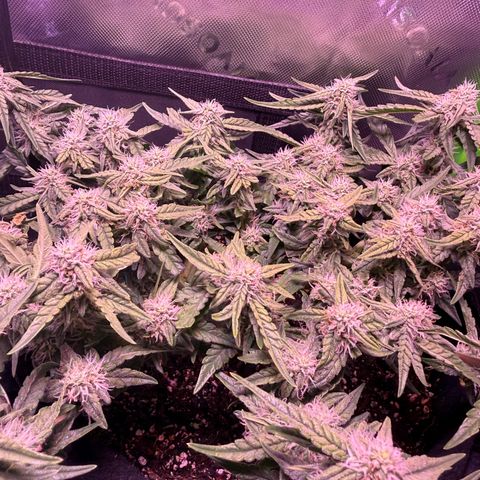 Yuzu 3 growlog timeline photo