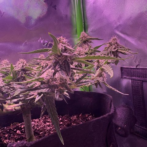 Yuzu 3 growlog timeline photo