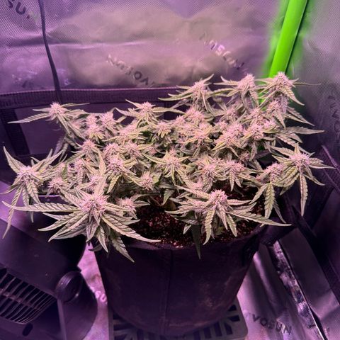 Yuzu 3 growlog timeline photo