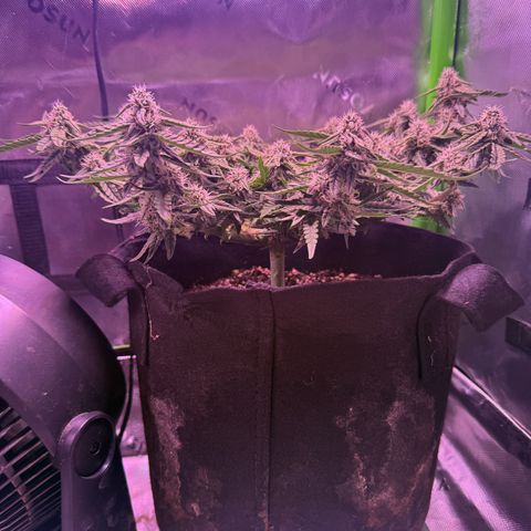 Yuzu 3 growlog timeline photo