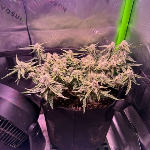 Yuzu 3 growlog timeline photo