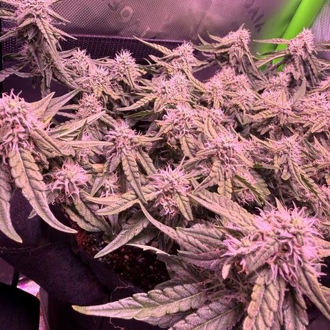 Yuzu 3 growlog timeline photo
