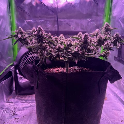 Yuzu 3 growlog timeline photo