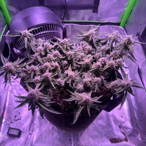 Yuzu 3 growlog timeline photo