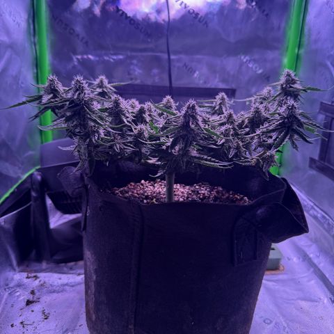 Yuzu 3 growlog timeline photo