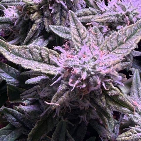 Yuzu 3 growlog timeline photo