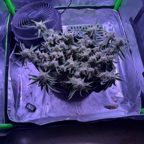 Yuzu 3 growlog timeline photo