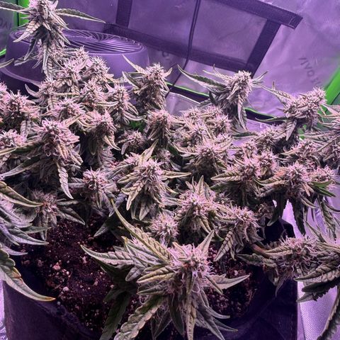 Yuzu 3 growlog photo: Water 1/2 gallon a day plus full 3 part nutrient 1800ppm