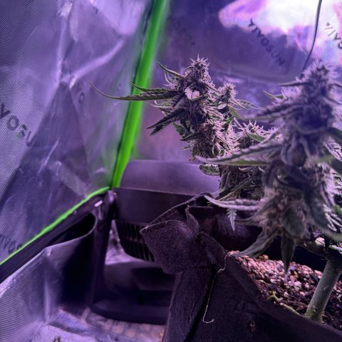 Yuzu 3 growlog photo: Water 1/2 gallon a day plus full 3 part nutrient 1800ppm
