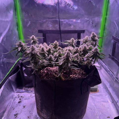 Yuzu 3 growlog photo: Water 1/2 gallon a day plus full 3 part nutrient 1800ppm