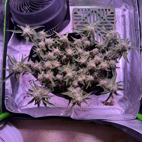 Yuzu 3 growlog photo: Water 1/2 gallon a day plus full 3 part nutrient 1800ppm