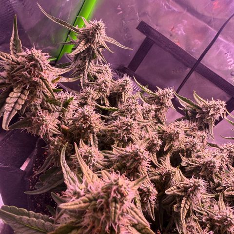 Yuzu 3 growlog timeline photo