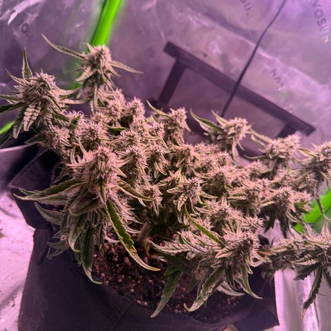 Yuzu 3 growlog timeline photo