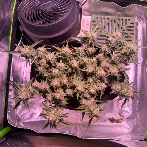 Yuzu 3 growlog timeline photo