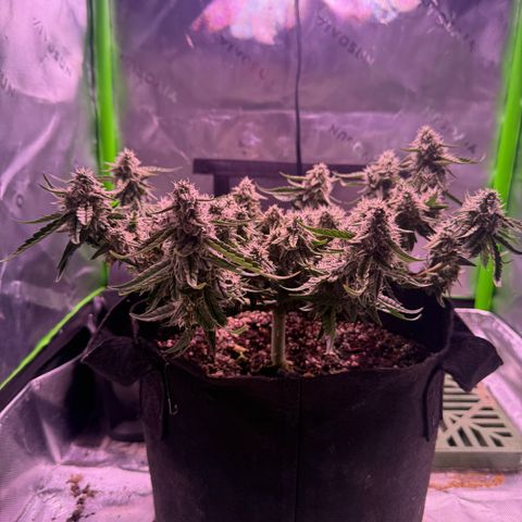 Yuzu 3 growlog timeline photo